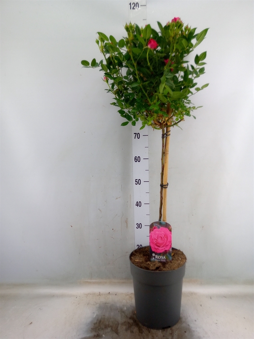<h4>Rosa ST  ...</h4>
