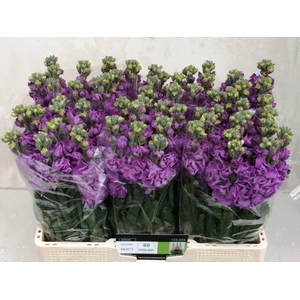 MATTH IMPALA LAVENDE