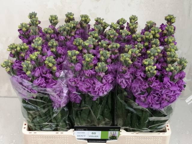 <h4>MATTH IMPALA LAVENDE</h4>