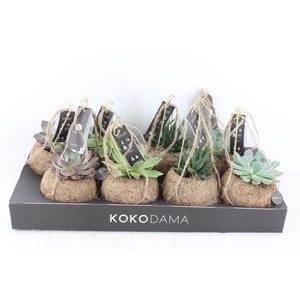 arr3 Kokoplant - Succulenten mix x8