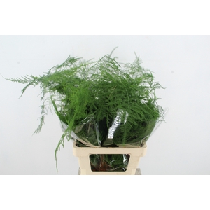 ASP SETACEUS EXTRA VEREN