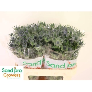 ERYN MAG BLUE LAGOON