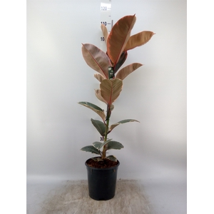 Ficus elastica 'Belize'