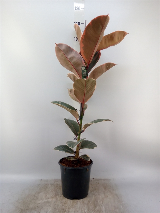 <h4>Ficus elastica 'Belize'</h4>