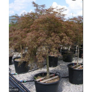 Acer palmatum