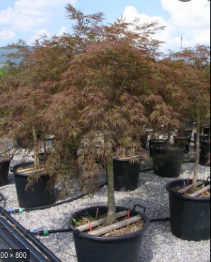 <h4>Acer palmatum</h4>