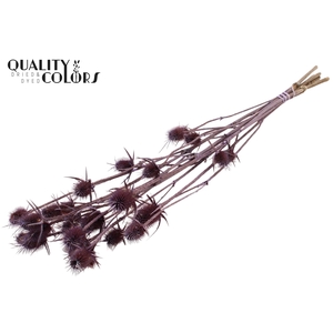 Cardi Distel Natural 5pc/bunch 70cm Frosted Milka