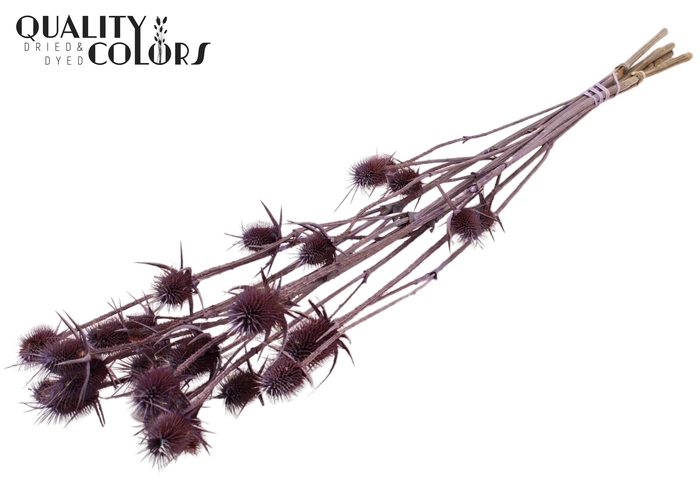 <h4>Cardi Distel Natural 5pc/bunch 70cm Frosted Milka</h4>