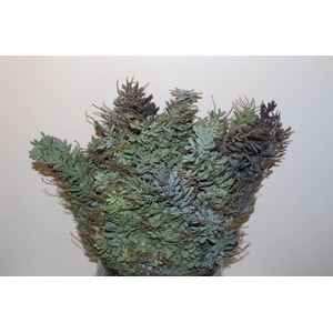 Mimosa Baleana P Bunch