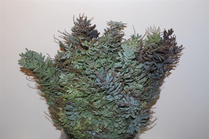 <h4>Mimosa Baleana P Bunch</h4>