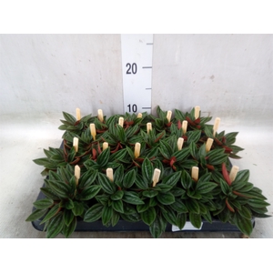 Peperomia caperata 'Rosso'