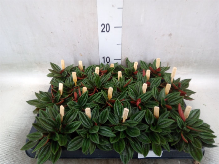 <h4>Peperomia caperata 'Rosso'</h4>