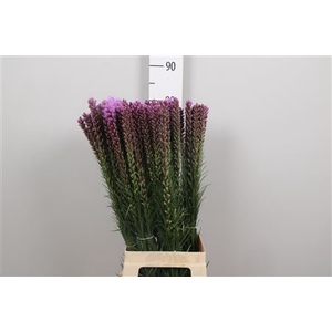 Liatris Spicata