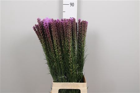 <h4>Liatris Spicata</h4>