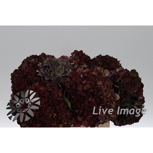 Hydrangea mag pink ruby classic