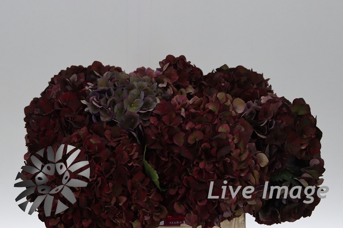 <h4>Hydrangea mag pink ruby classic</h4>