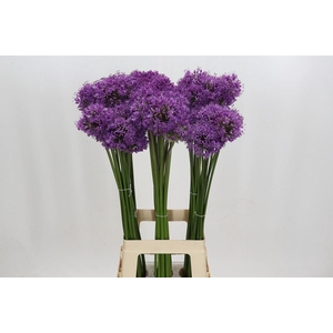 ALLIUM  'GLADIATOR'