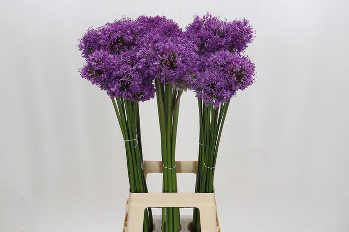 <h4>ALLIUM  'GLADIATOR'</h4>