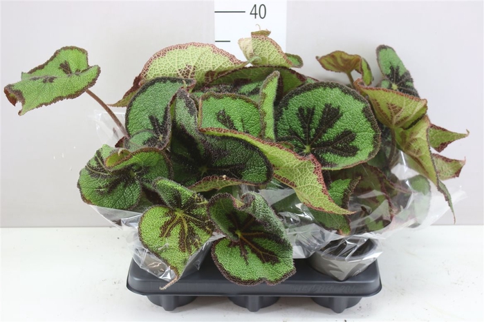 <h4>Begonia Blad Masoniana(iron-cross)</h4>
