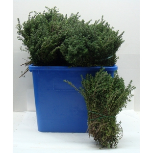 THYMUS 200