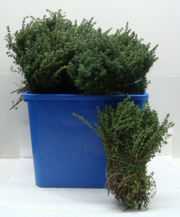<h4>THYMUS 200</h4>