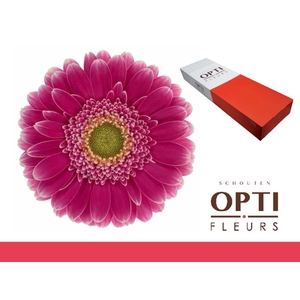 Germini Wonderwall Doos