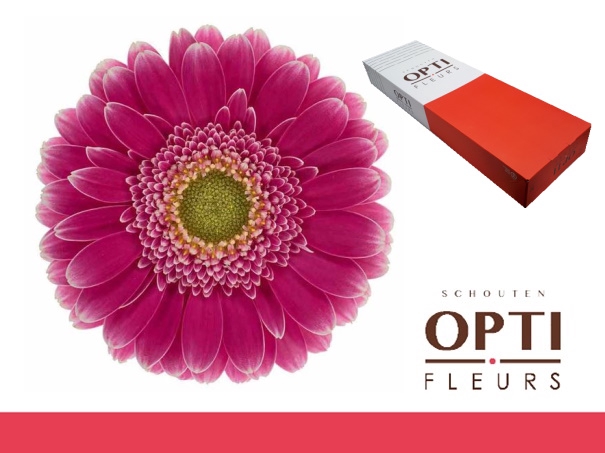 <h4>Germini Wonderwall Doos</h4>