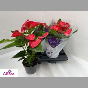 ANTHU AN BAMBINO RED