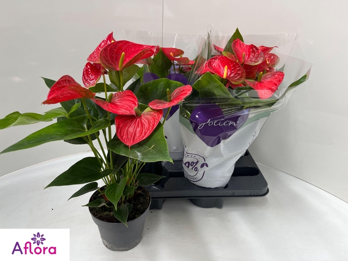 <h4>ANTHU AN BAMBINO RED</h4>