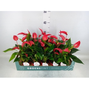 Anthurium  'Banderola Roja'