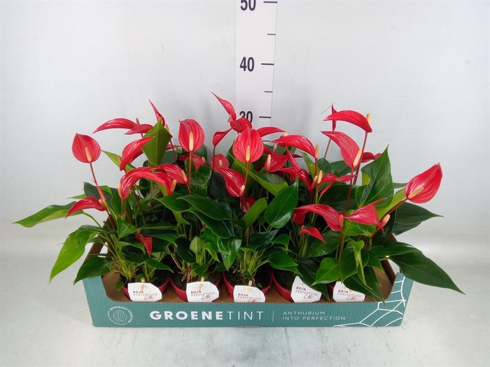 <h4>Anthurium  'Banderola Roja'</h4>