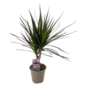 Dracaena marginata Magenta