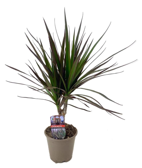 <h4>Dracaena marginata Magenta</h4>