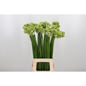 Ornithogalum Saundersiae