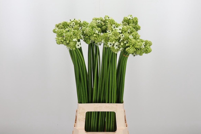 <h4>Ornithogalum Saundersiae</h4>