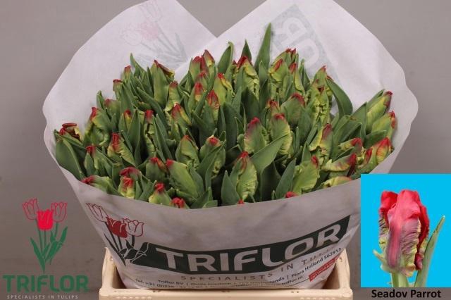 <h4>TU PA SEADOV PARROT</h4>