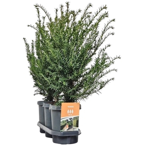 Hedgeline Taxus baccata 50-60 C4