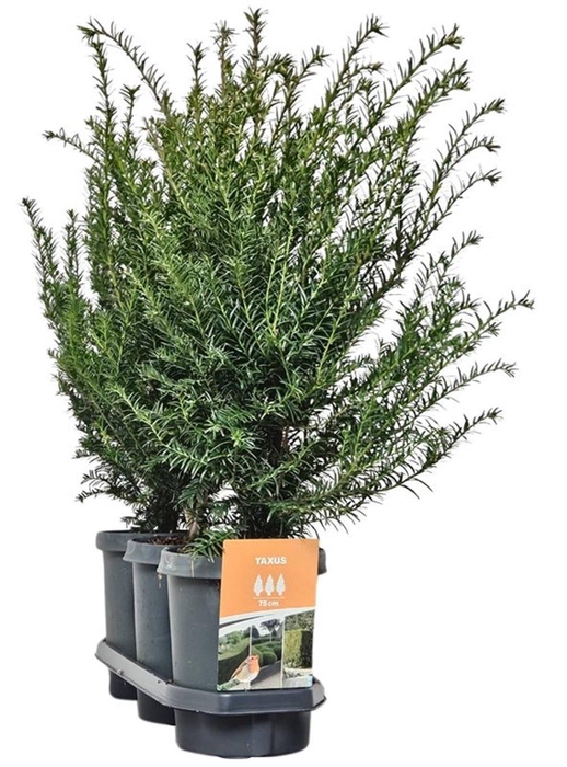 <h4>Hedgeline Taxus baccata 50-60 C4</h4>