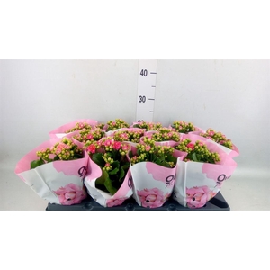 Kalanchoe blos.   ..rosebud