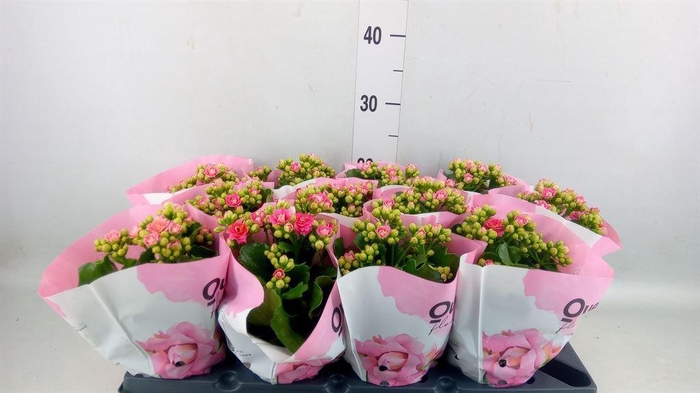 <h4>Kalanchoe blos.   ..rosebud</h4>