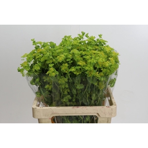 Bupleurum Griffithii