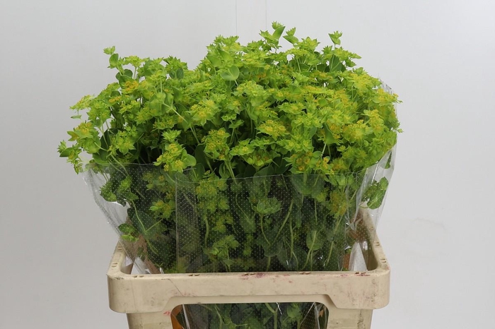 <h4>Bupleurum Griffithii</h4>