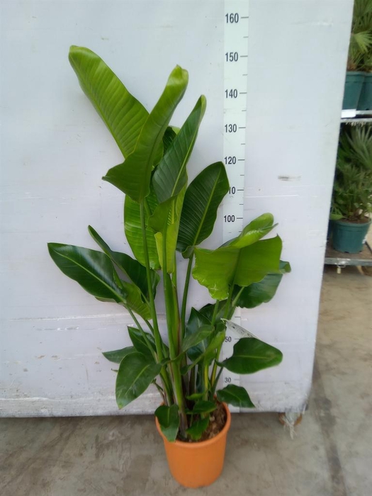 <h4>Strelitzia nicolai</h4>