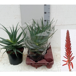 ALOE ARBORESCENS