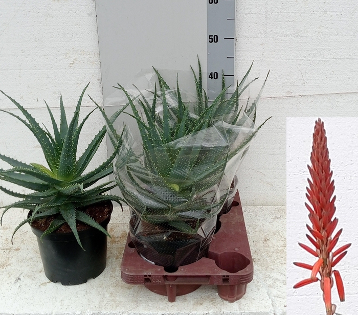 <h4>ALOE ARBORESCENS</h4>