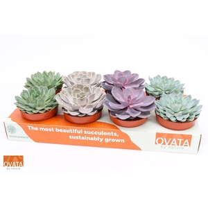 Echeveria gemengd