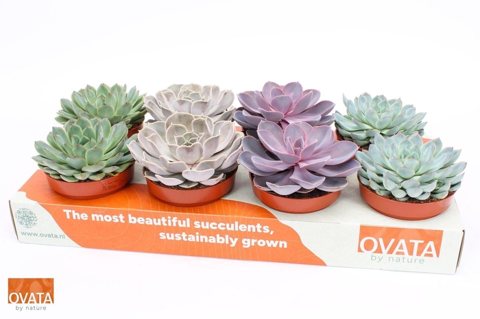 <h4>Echeveria gemengd</h4>