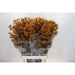 Kangaroo Paw Gold Fever