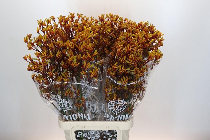 <h4>Anigozanthos Gold Fever</h4>