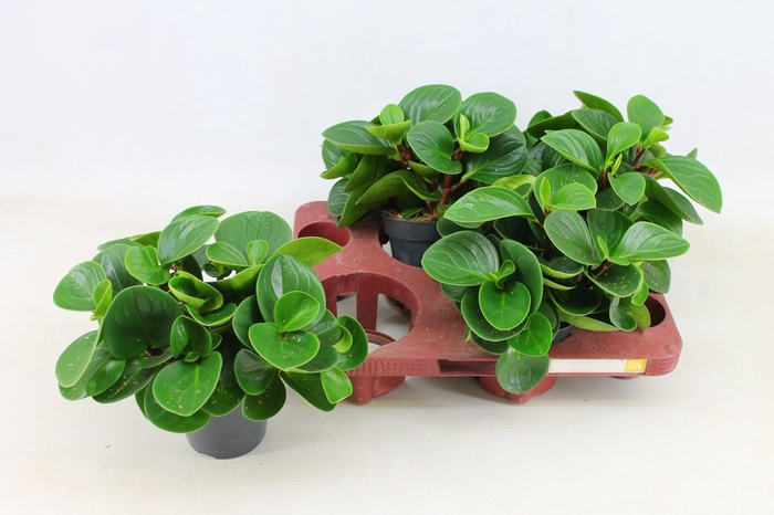 <h4>PEP OB RED CANYON</h4>